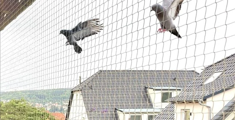 Bird Protection Nets — Fine mesh for sparrows, mynas and smaller birds that pass straight through pigeon netting.